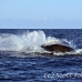 whale_humpback_sb_h_2573_dom2630.jpg